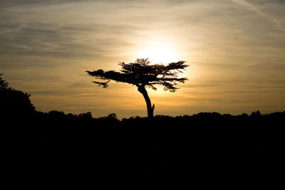 Silhouette of tree at sunset