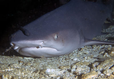 A reef shark hiding under a rock on a reef in malapascua island, philippines