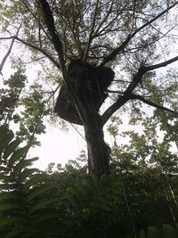 Low angle view of trees in forest against sky