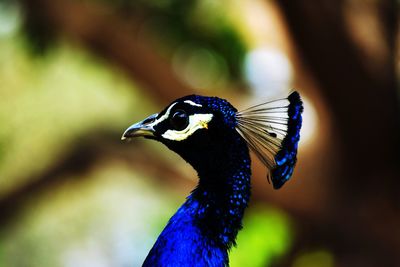 Close-up of a peacock