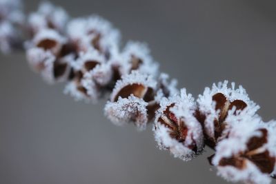 Close-up of snow on plant during winter