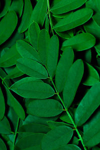 Full frame shot of green leaves