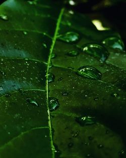 Full frame shot of raindrops on leaves