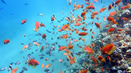 View of fish swimming in sea