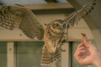 Close-up of hand feeding insect to owl