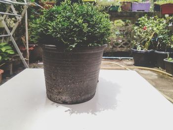 Close-up of potted plants in yard