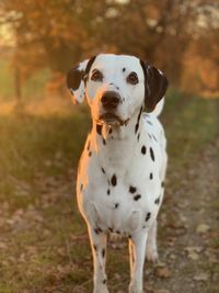 Close-up portrait of dog walking on field