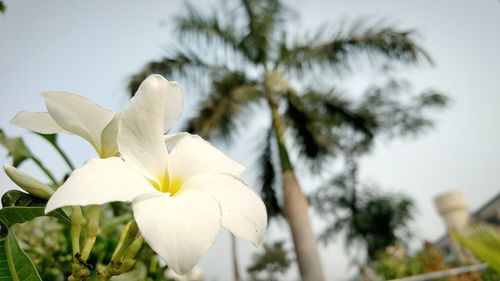 Close-up of white flower blooming against sky