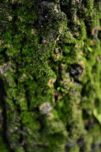 Close-up of tree