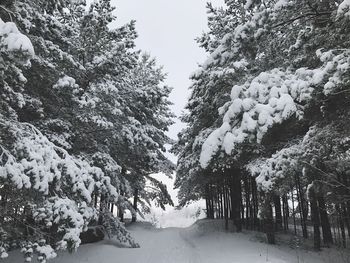 Low angle view of trees against sky