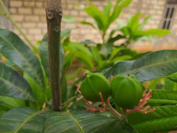 Close-up of potted plant