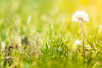 Close-up of dandelion on field