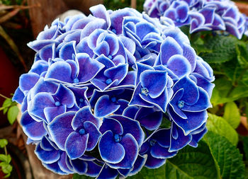 Close-up of purple hydrangea blooming outdoors
