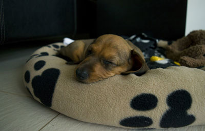 Close-up of puppy sleeping at home