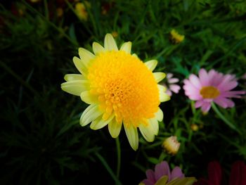 Close-up of yellow flower