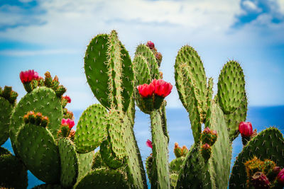 Low angle view of blooming cacti