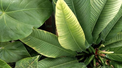 Full frame shot of leaves