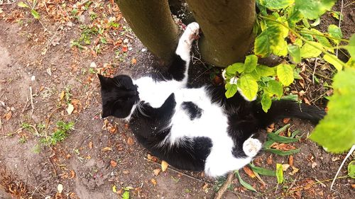 High angle view of cat amidst plants