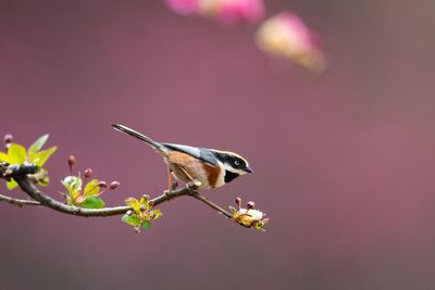 Close-up of bird perching on flower