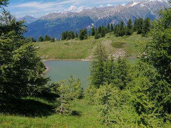 Scenic view of pine trees and mountains against sky