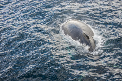 High angle view of whale swimming in sea