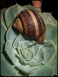 Close-up view of leaf