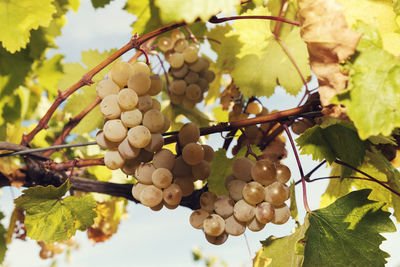 Close-up of grapes growing in vineyard