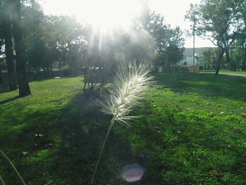 Trees and grass against sky