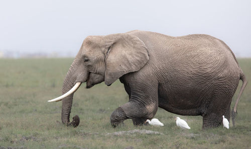 Elephant drinking water