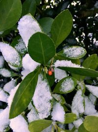 Close-up of ladybug on leaf