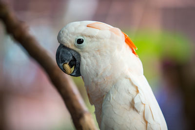 Close-up of parrot perching