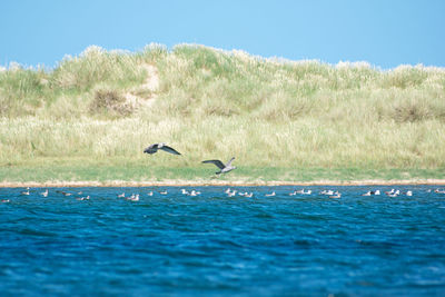 Bird flying over a water