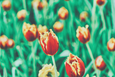 Close-up of flowering plants