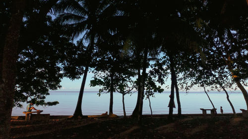 Silhouette trees on beach against sky