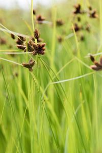 Close-up of carex dipsacea (autumn sedge) with dark brown flowers on tall green blade