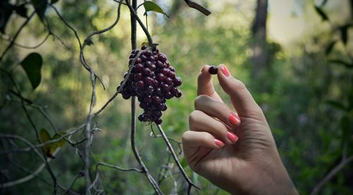 Cropped image of woman wild berry in forest