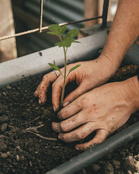 Close-up of hand gardening