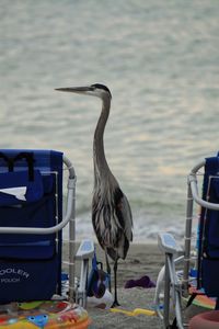 Gray heron perching by sea against sky