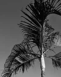 Low angle view of palm tree against sky