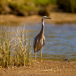 View of bird on lakeshore