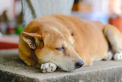 Close-up of a dog sleeping