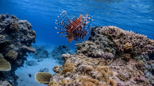 Fish swimming in sea