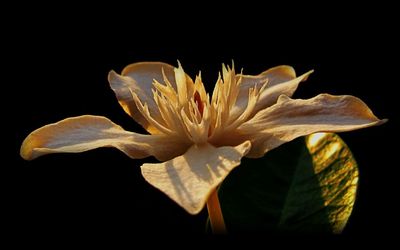 Close-up of flower against black background