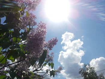 Low angle view of trees against sky