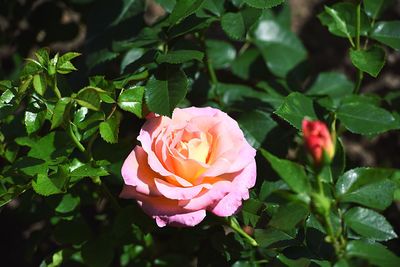 Close-up of pink rose