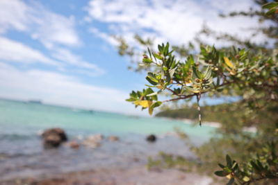 Plant growing on beach against sky