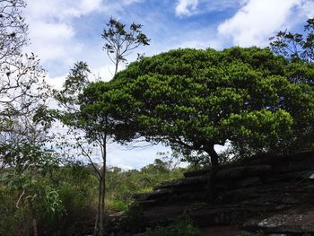 Low angle view of trees in forest against sky