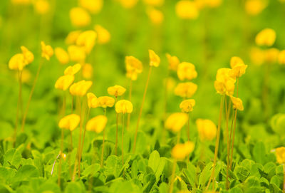 Close-up of yellow flowering plants on field