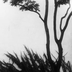 Low angle view of trees