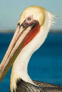 Male brown pelican, pelecanus occidentalis, in mating plumage with the ocean in the background
